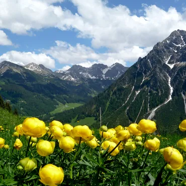 Bergbahnen Gelbe Blumen und Bergkette im Kleinwalsertal
